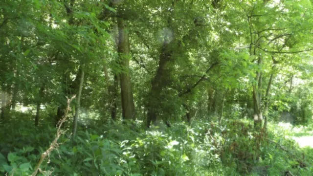 a view of a lush green forest with large trees