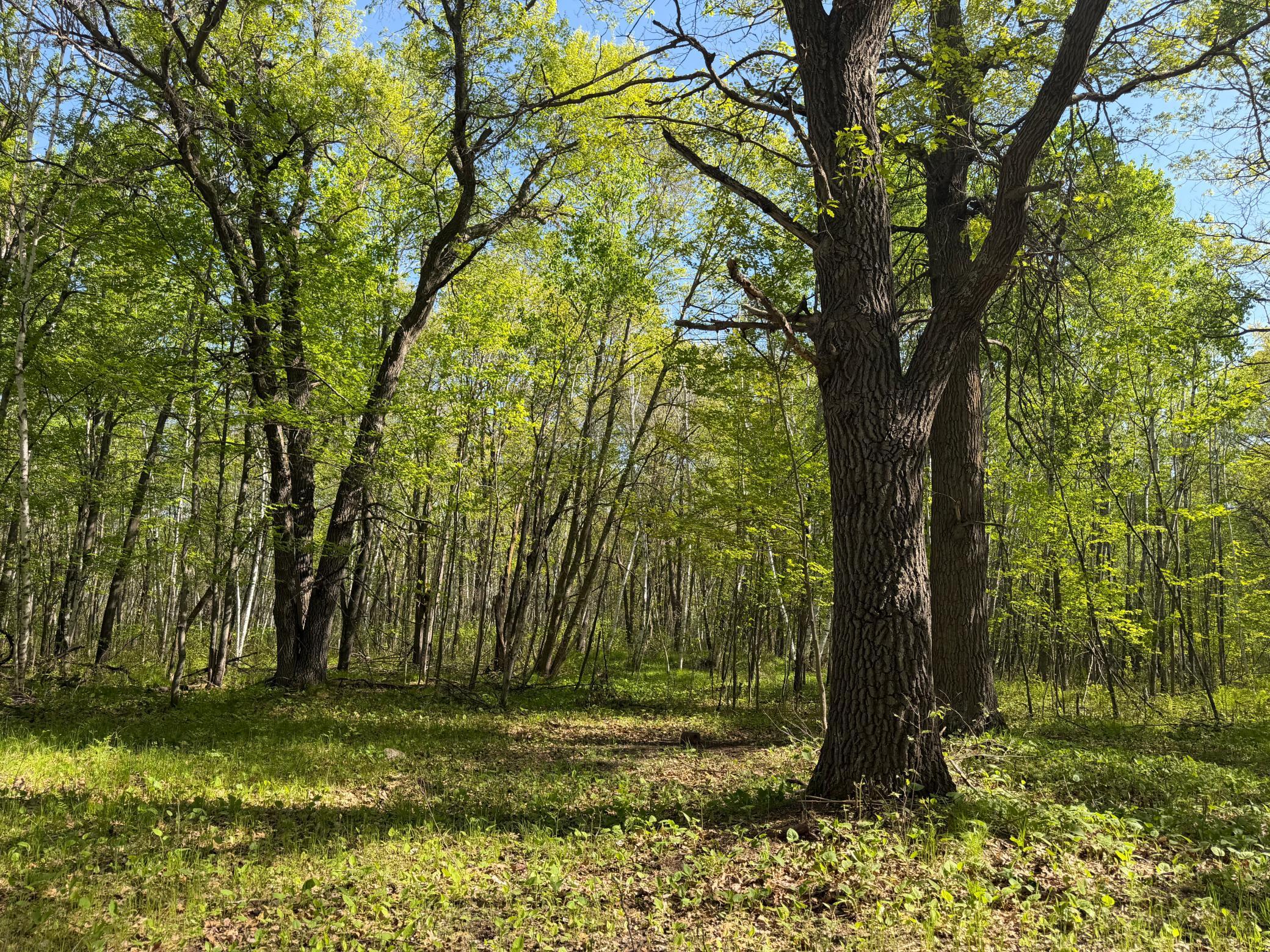 14 Sebeka Mn 56477 Sebeka, MN 56477 - Photo 55 of 79