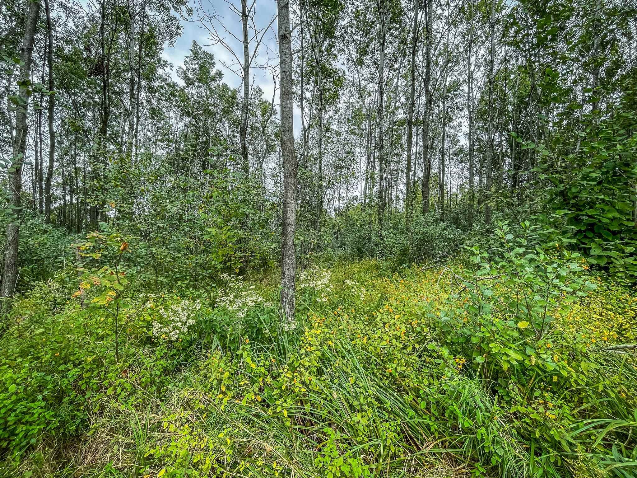 9205 Woehrle Lane Marshfield, WI 54449 - Photo 39 of 79