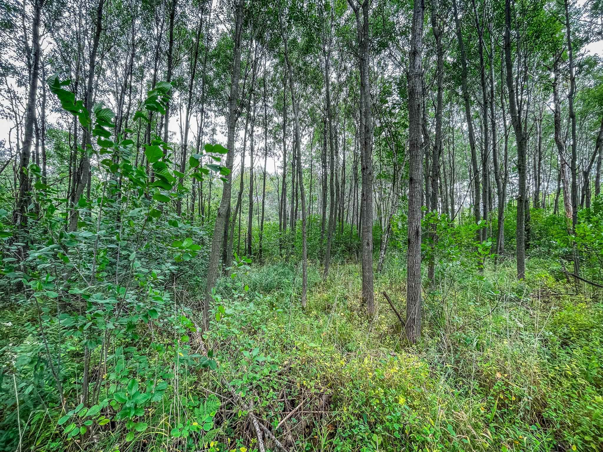 9205 Woehrle Lane Marshfield, WI 54449 - Photo 43 of 79