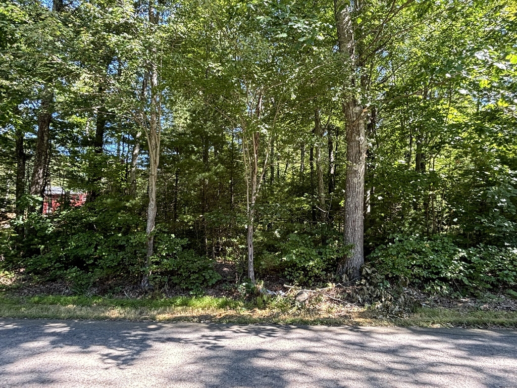 247 New Braintree Road West Brookfield, MA 01585 - Photo 4 of 4 a view of a yard with plants and trees