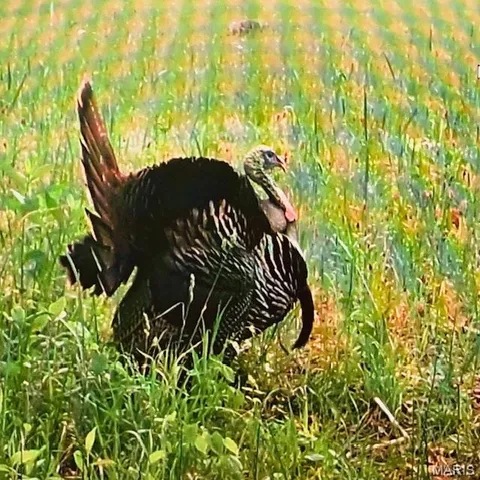 $174,000 | 30-acres Elk Head Road, Bland, MO 65014