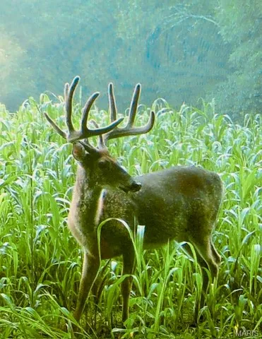 $174,000 | 30-acres Elk Head Road, Bland, MO 65014