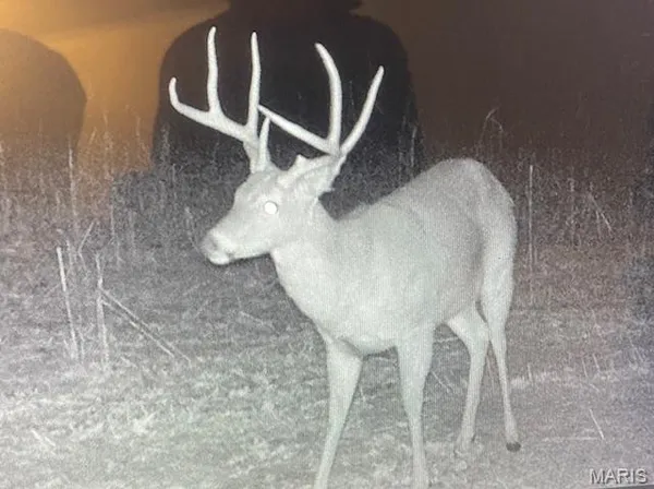 $165,000 | 30-acres Elk Head Road, Bland, MO 65014
