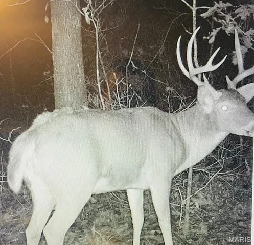 $174,000 | 30-acres Elk Head Road, Bland, MO 65014