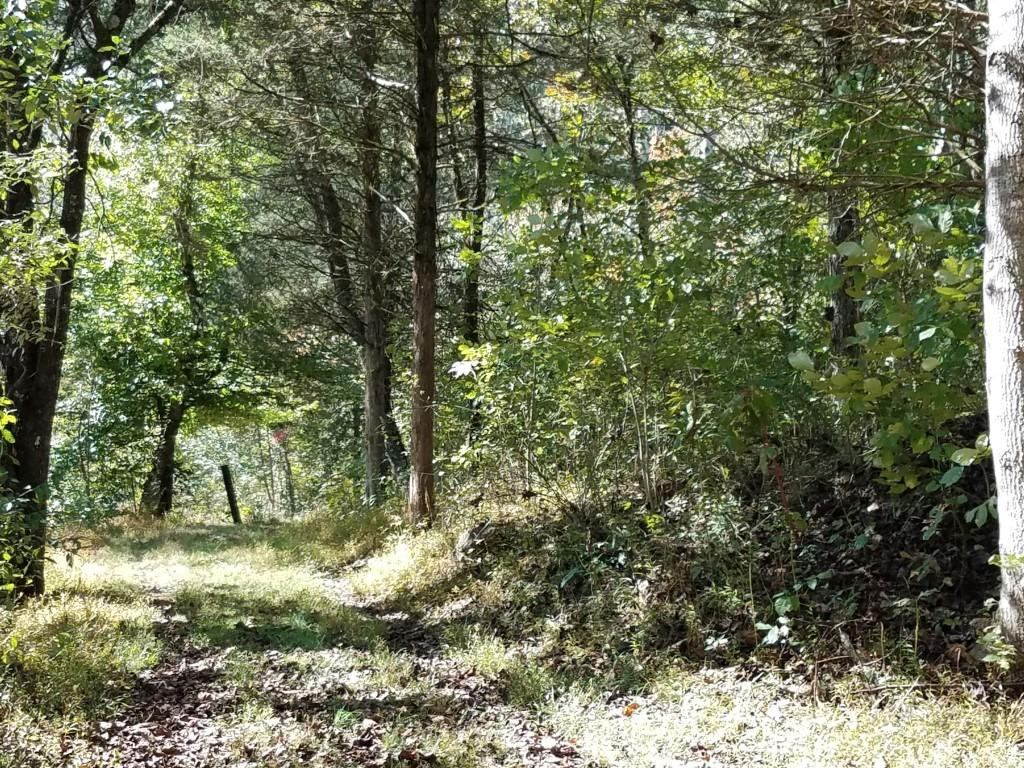 3643 Roberts Road Sneedville, TN 37869 - Photo 20 of 36 Photo 20