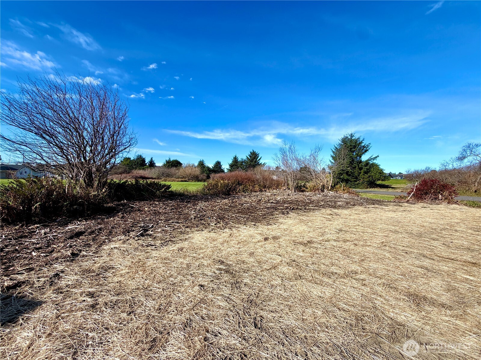 299 Octopus Avenue Northeast Ocean Shores, WA 98569 - Photo 33 of 40 a big yard with lots of green space
