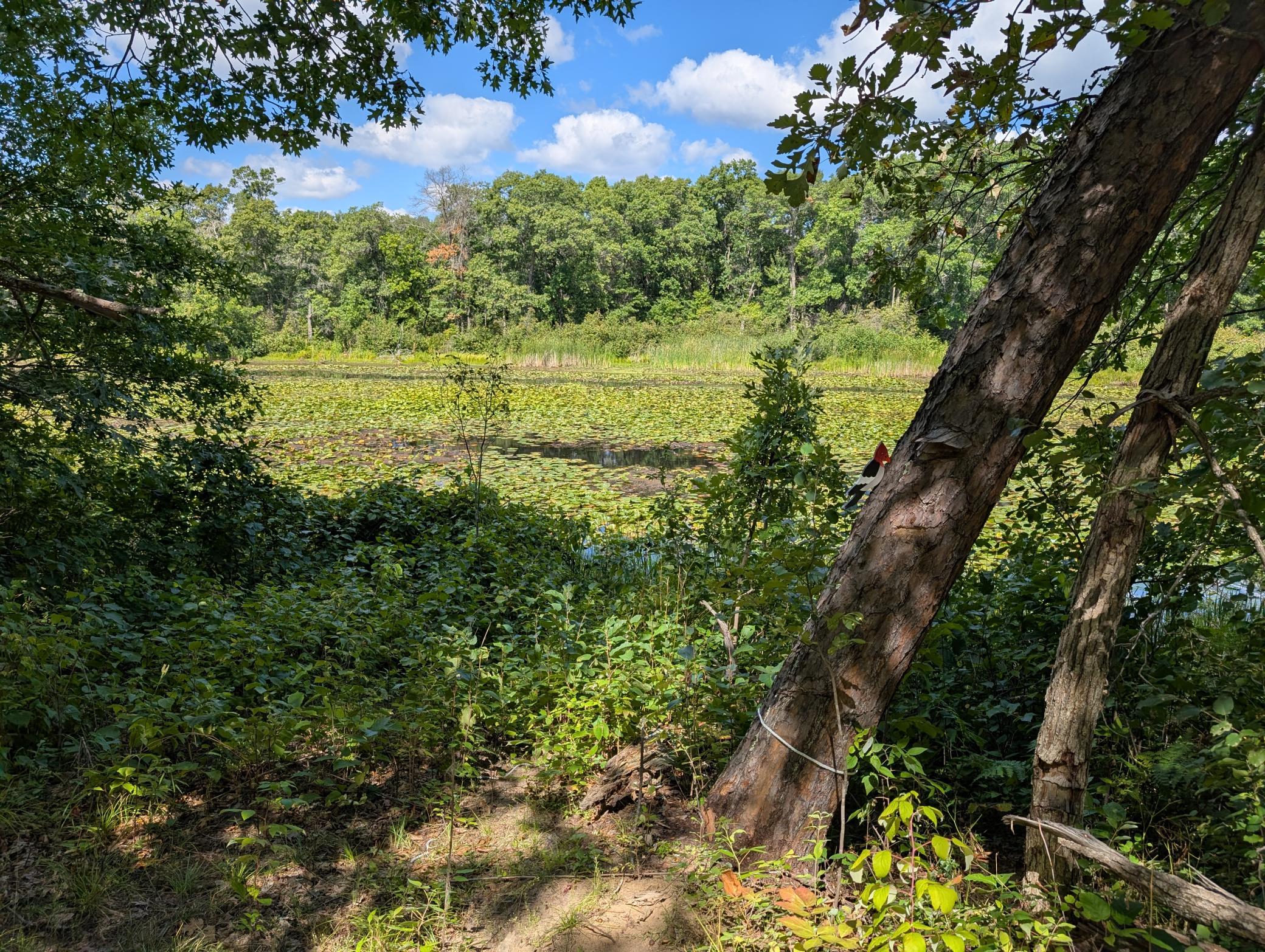 Lot 9-block Fawn Lake Road Crosslake, MN 56442 - Photo 1 of 11 Gallery Image 1