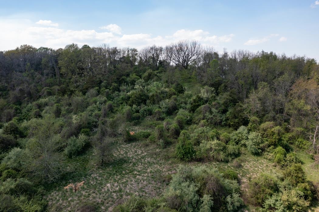 496 Old Greenville Road Staunton, VA 24401 - Photo 44 of 68 a view of a forest with a mountain in the background