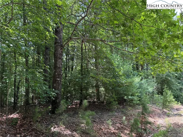 a view of a lot of trees and bushes
