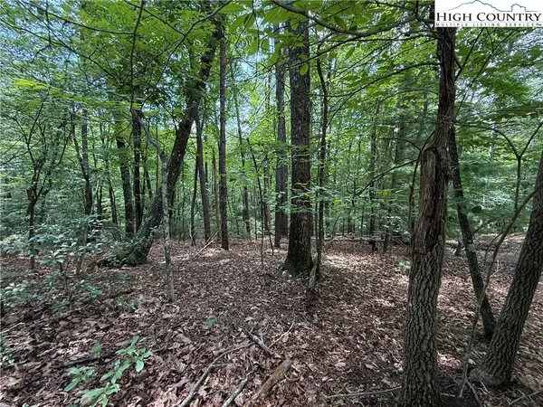 a view of forest