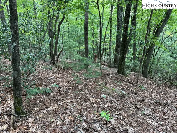 a view of a forest that has large trees