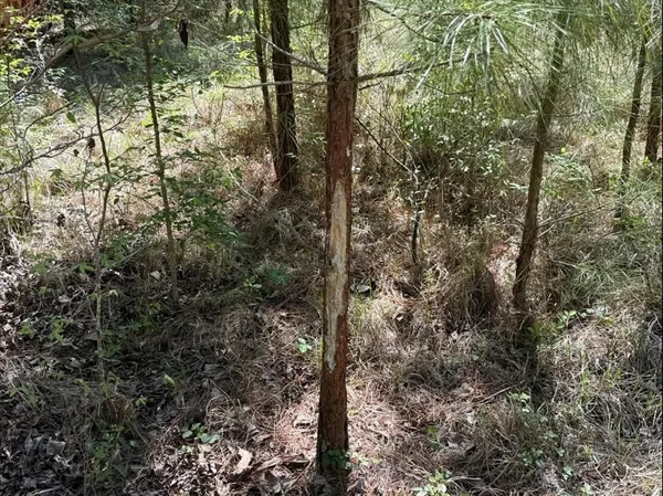 a view of forest