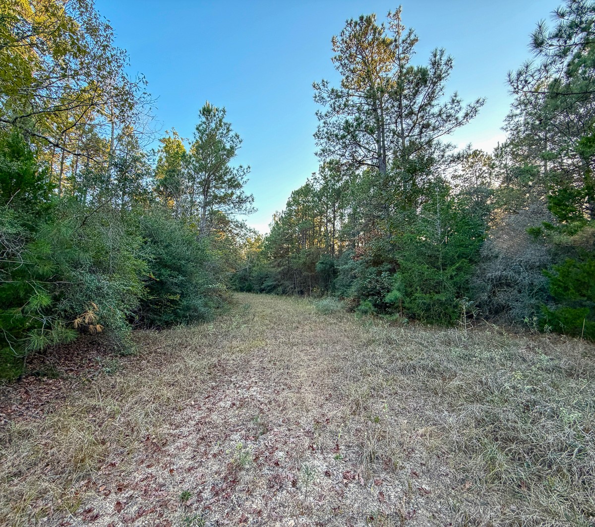 10662 Ruger Road Willis, TX 77378 - Photo 13 of 15 a view of a field with trees in the background