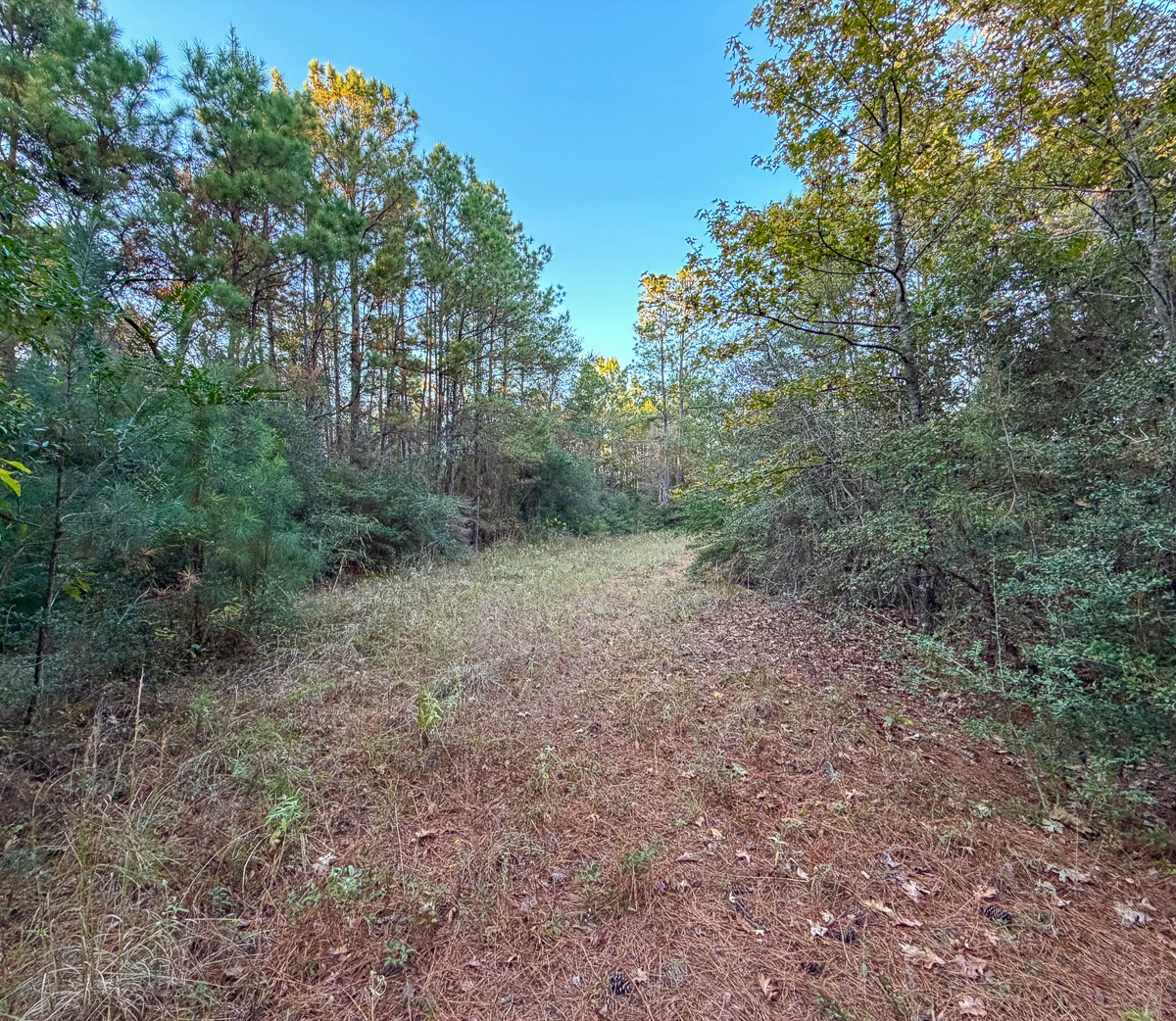 10662 Ruger Road Willis, TX 77378 - Photo 14 of 15 a view of a forest with trees in the background