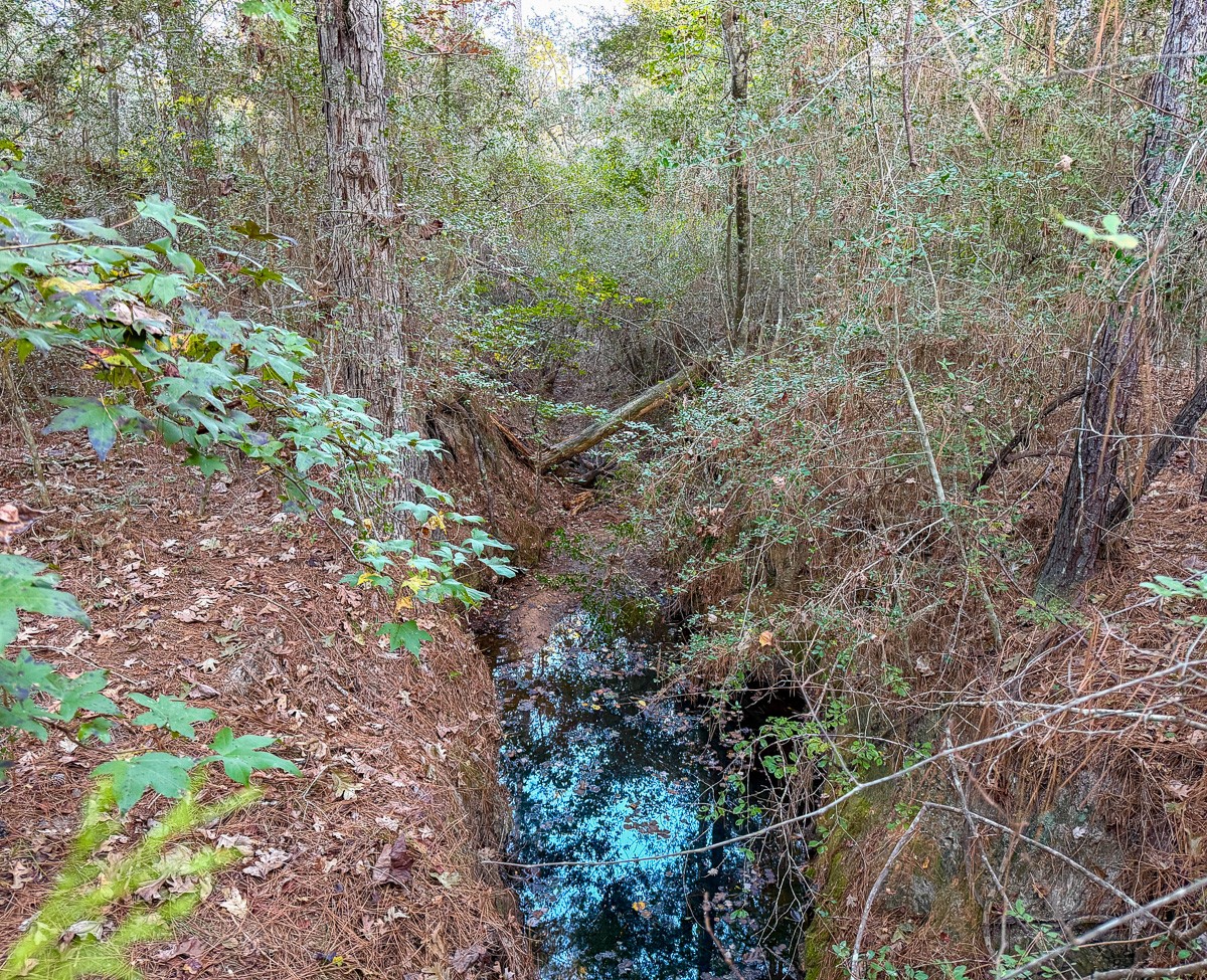 10662 Ruger Road Willis, TX 77378 - Photo 15 of 15 a view of a forest with lots of trees