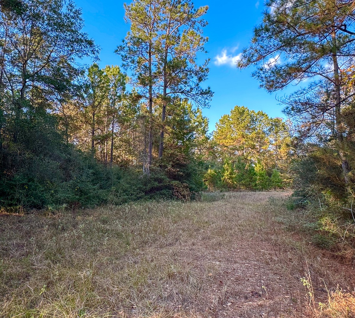 10662 Ruger Road Willis, TX 77378 - Photo 7 of 15 a view of a forest with trees in the background