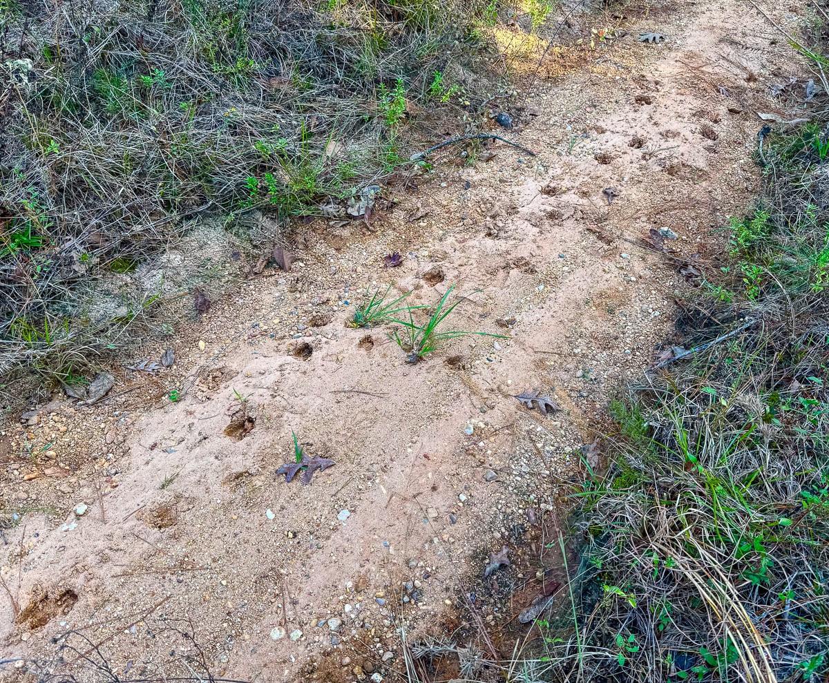 10662 Ruger Road Willis, TX 77378 - Photo 8 of 15 a view of a yard with a plant