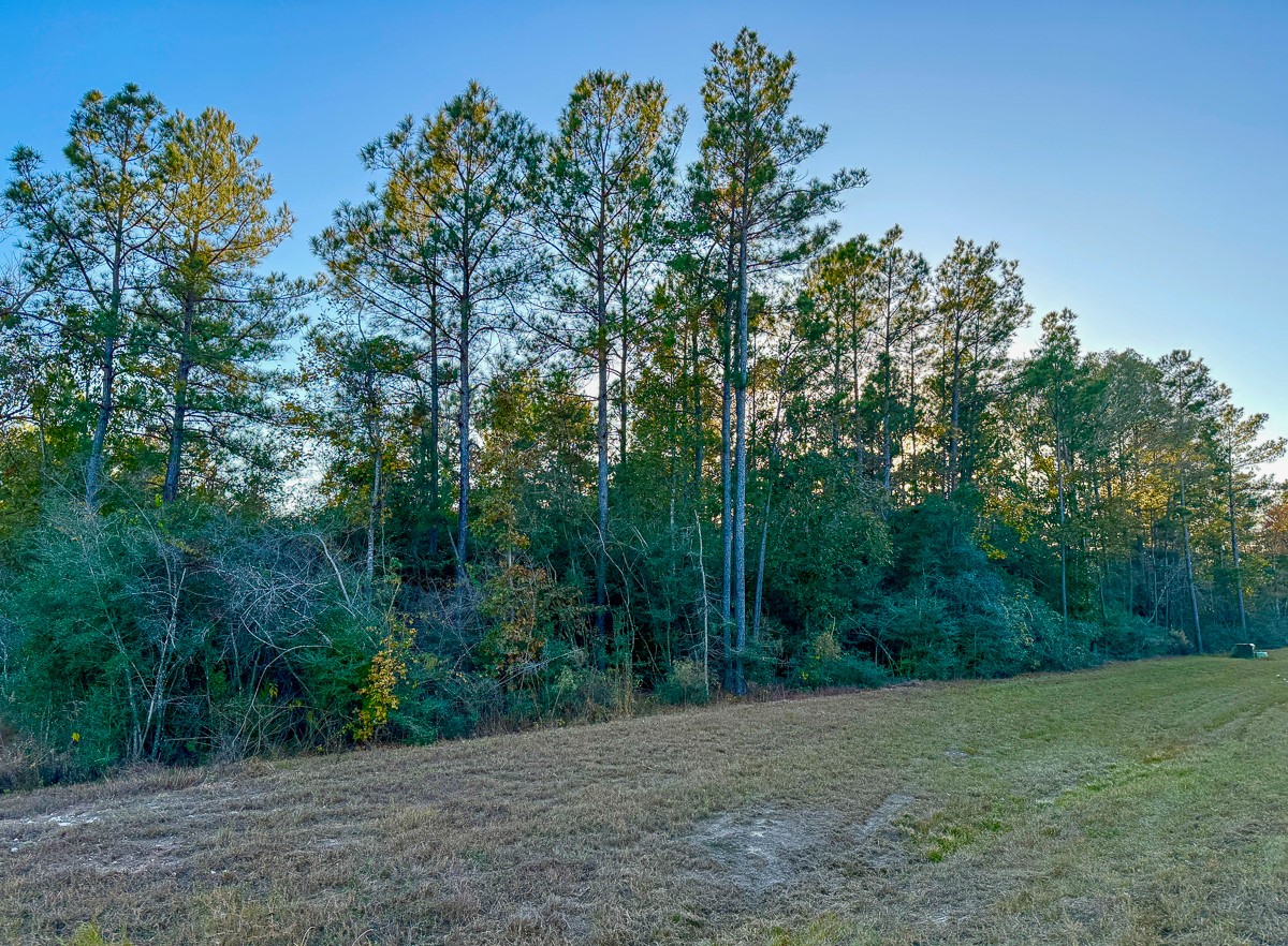 10662 Ruger Road Willis, TX 77378 - Photo 10 of 15 a view of a field with trees in the background