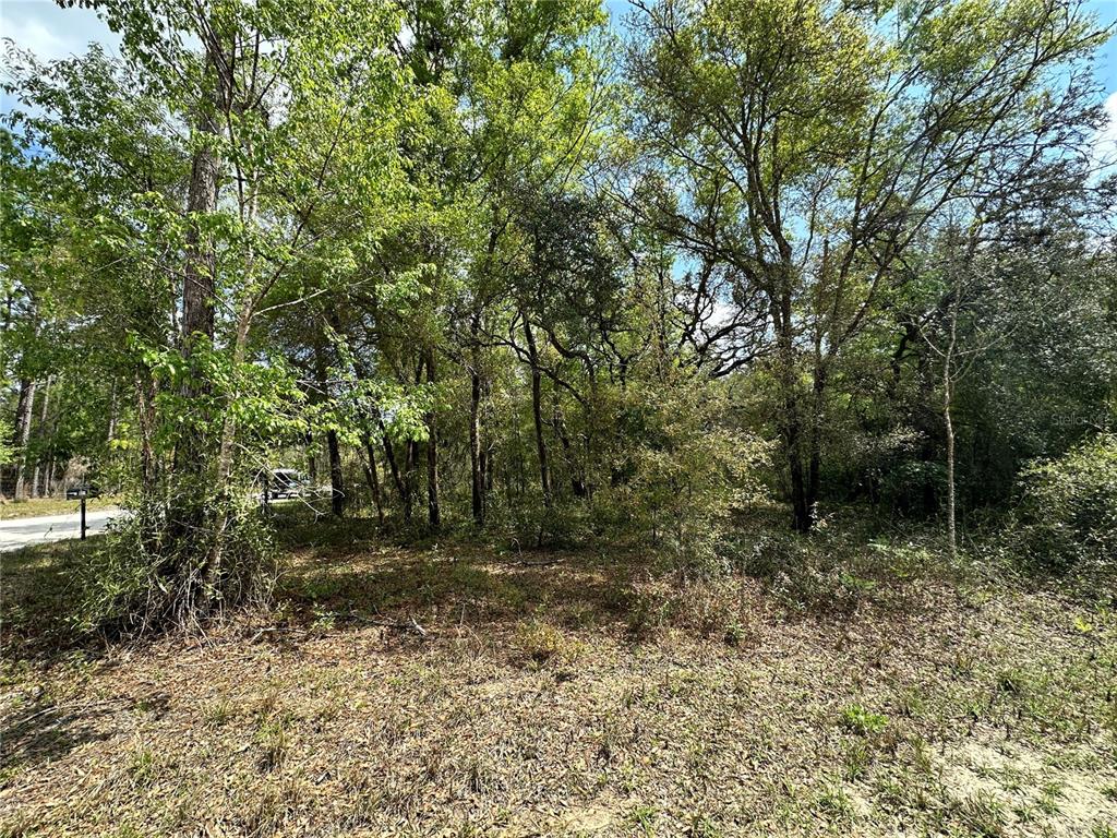 Tbd Northeast 9th Street Williston, FL 32696 - Photo 5 of 10 a view of outdoor space and trees