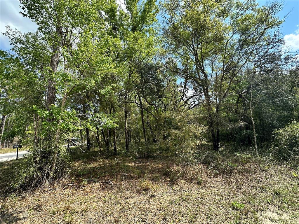 Tbd Northeast 9th Street Williston, FL 32696 - Photo 6 of 10 a view of outdoor space and trees
