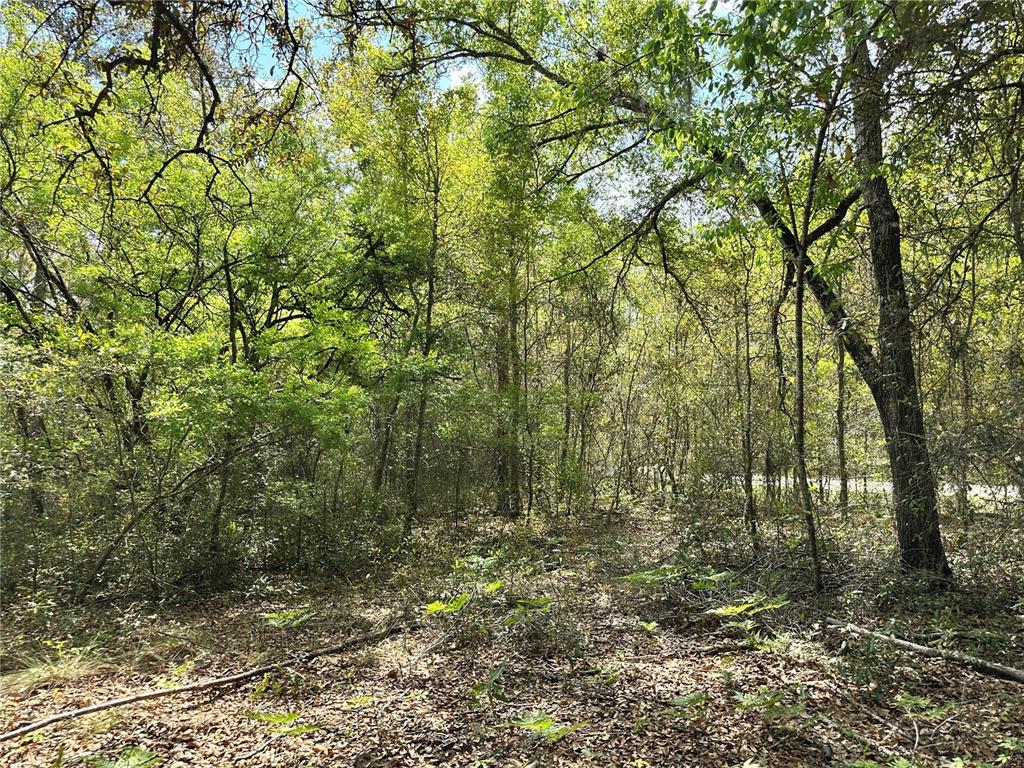 Tbd Northeast 9th Street Williston, FL 32696 - Photo 7 of 10 a view of outdoor space and trees