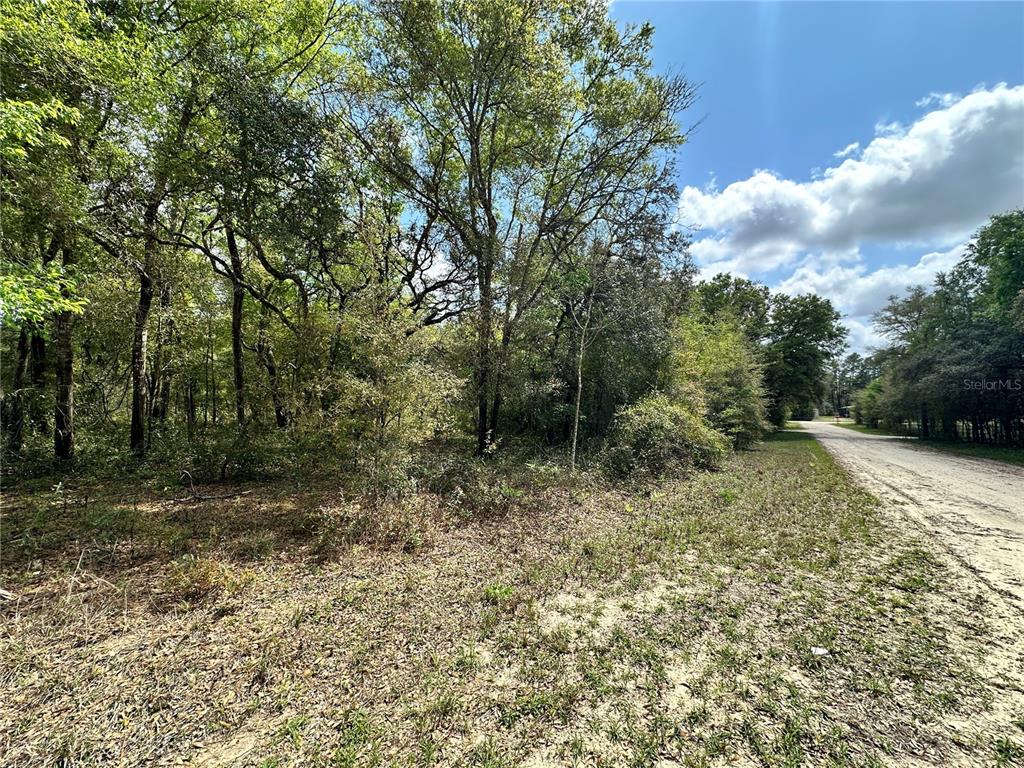 Tbd Northeast 9th Street Williston, FL 32696 - Photo 8 of 10 a view of a yard with trees in the background