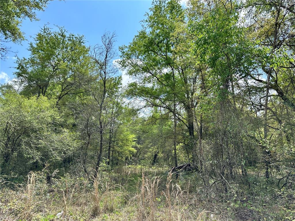 Tbd Northeast 9th Street Williston, FL 32696 - Photo 10 of 10 a view of a forest with lots of trees
