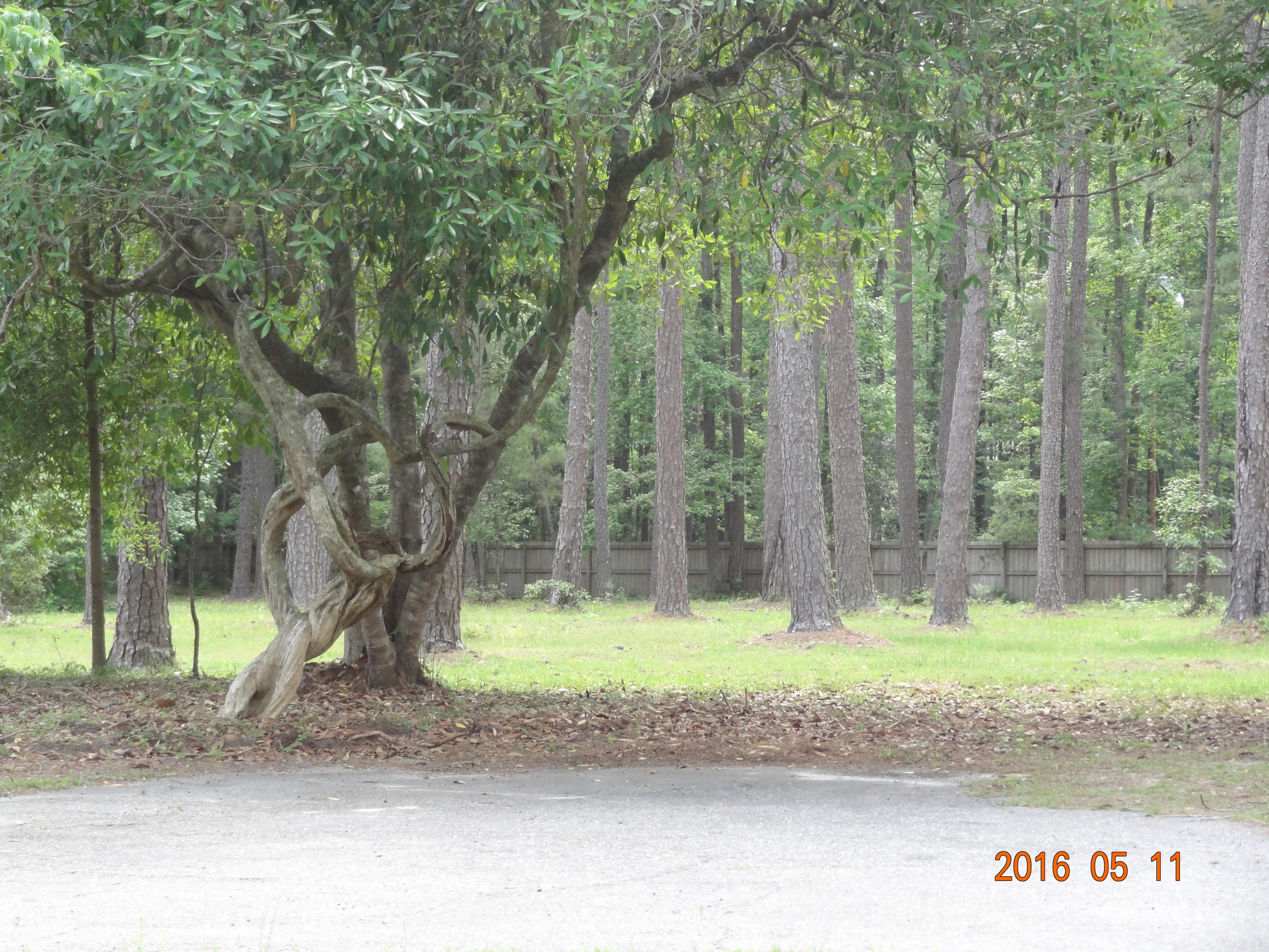 230 Overhill Road Walterboro, SC 29488 - Photo 55 of 59 DSC05295 - Copy
