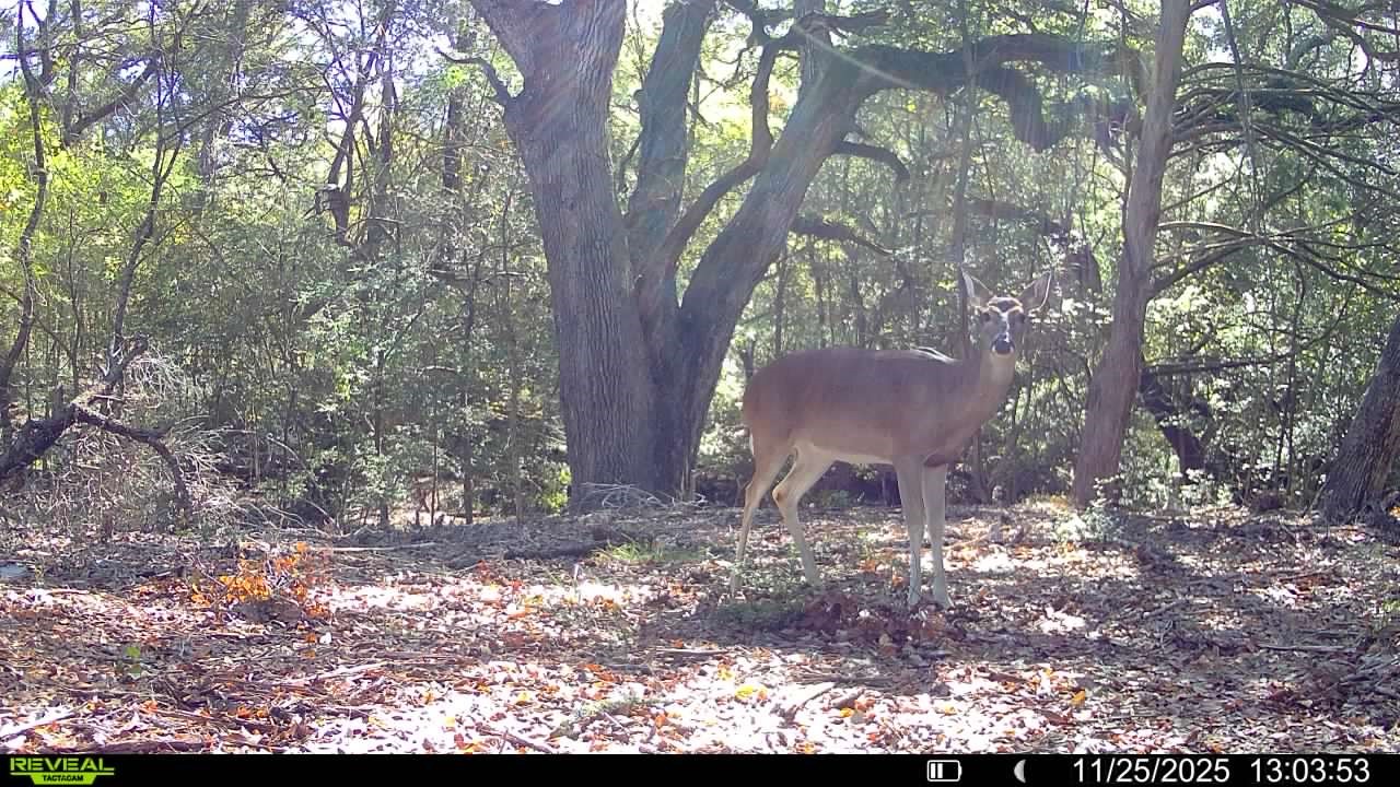 0 Cedar Hill Road Brenham, TX 77833 - Photo 11 of 26 a view of a yard in a yard