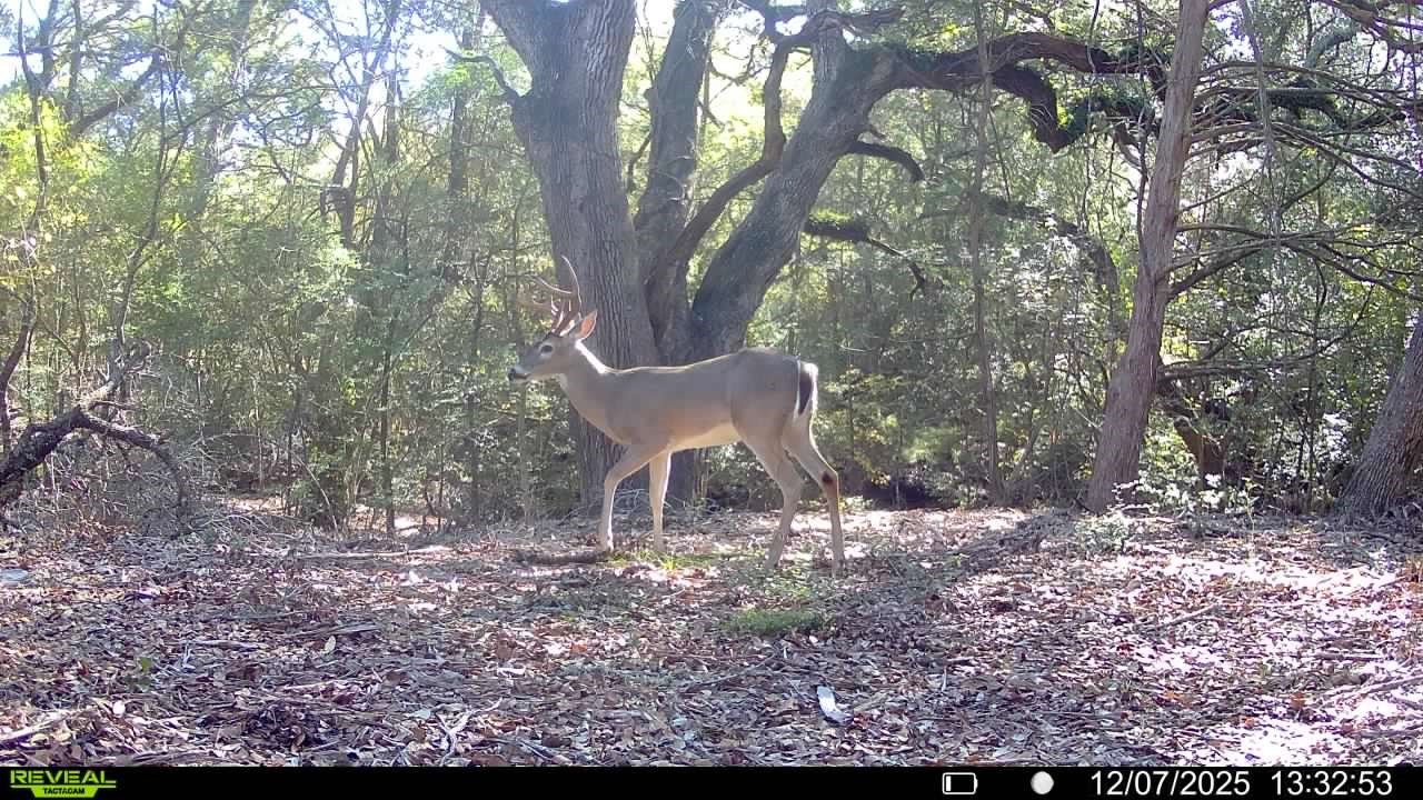 0 Cedar Hill Road Brenham, TX 77833 - Photo 14 of 26 a view of a yard with a tree