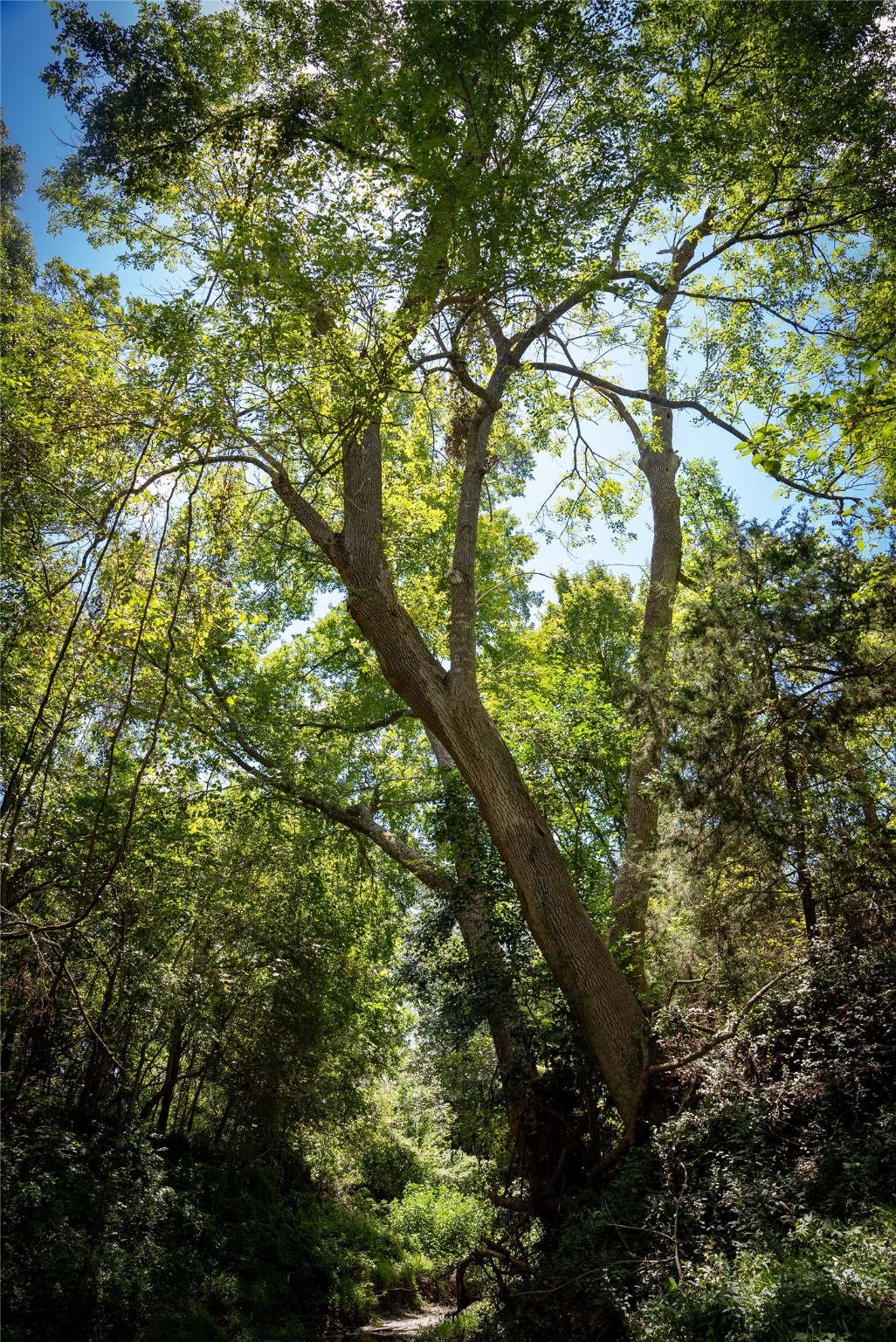 0 Cedar Hill Road Brenham, TX 77833 - Photo 23 of 26 a view of tree