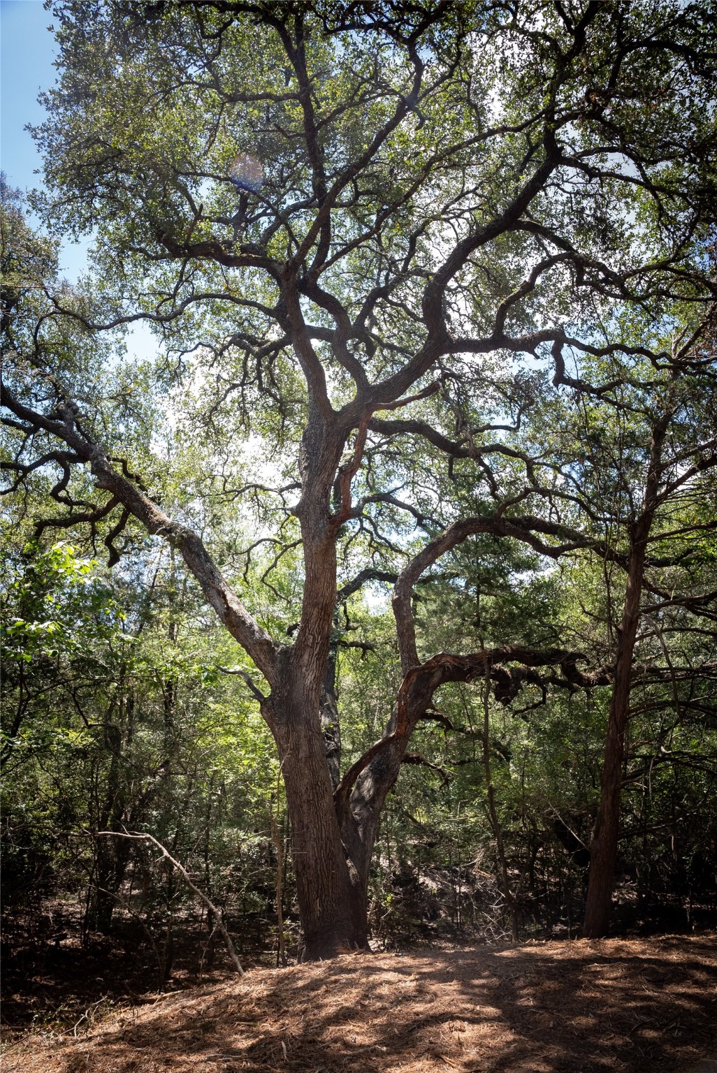 0 Cedar Hill Road Brenham, TX 77833 - Photo 24 of 26 a view of tree