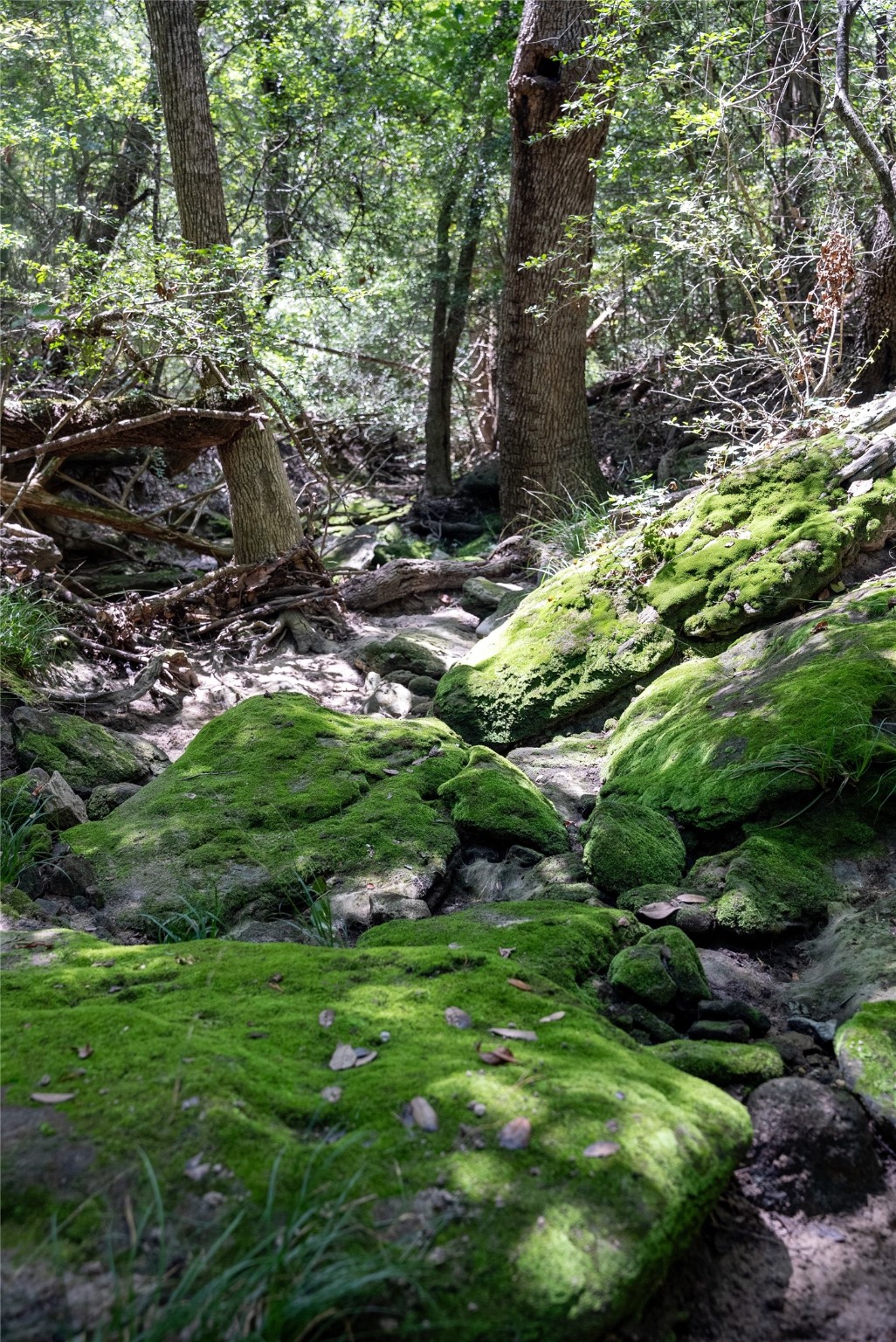 0 Cedar Hill Road Brenham, TX 77833 - Photo 25 of 26 a backyard of a building with lots of green space