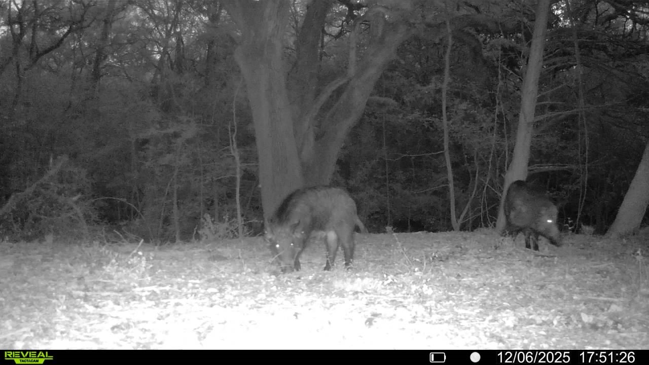 0 Cedar Hill Road Brenham, TX 77833 - Photo 26 of 26 a view of a backyard