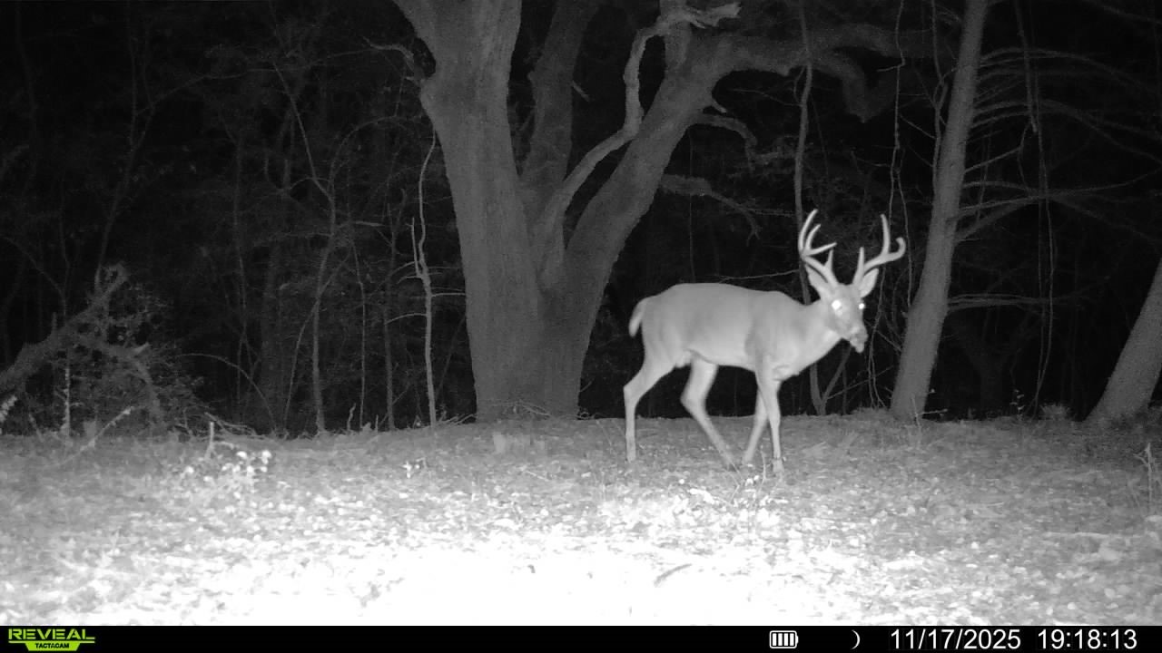 0 Cedar Hill Road Brenham, TX 77833 - Photo 8 of 26 a view of a yard