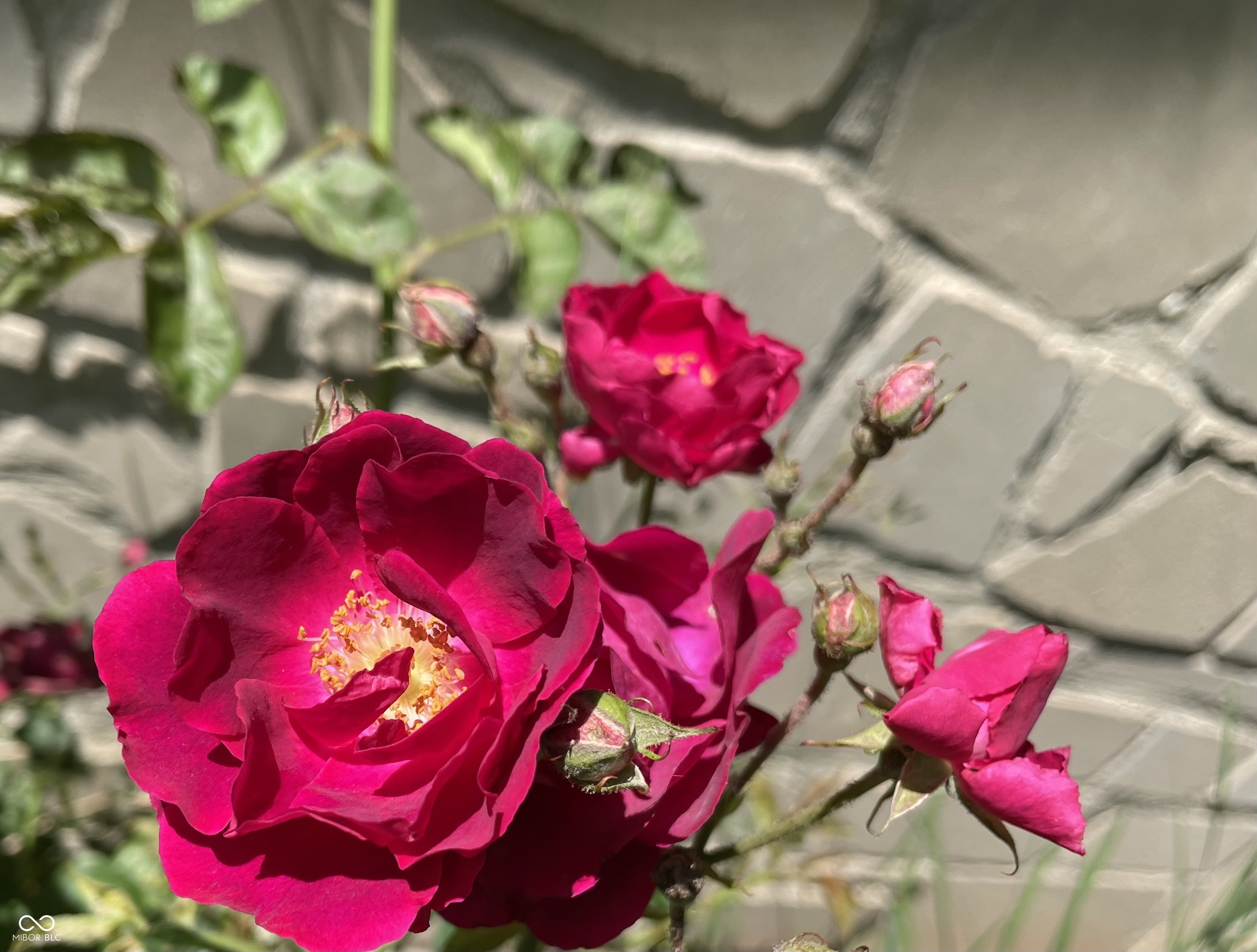 1737 Brer Rabbit Drive Greenwood, IN 46143 - Photo 19 of 57