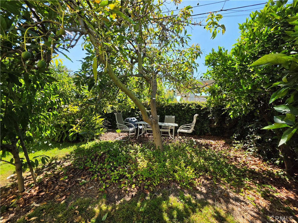 11541 Donovan Road Rossmoor, CA 90720 - Photo 48 of 51 Shady seating area under the loaded avocado tree