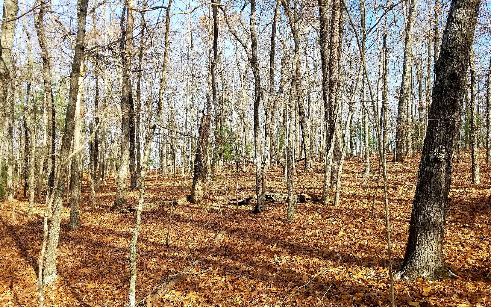 4.53 Richards Branch Road Morganton, GA 30560 - Photo 2 of 4 Additional View