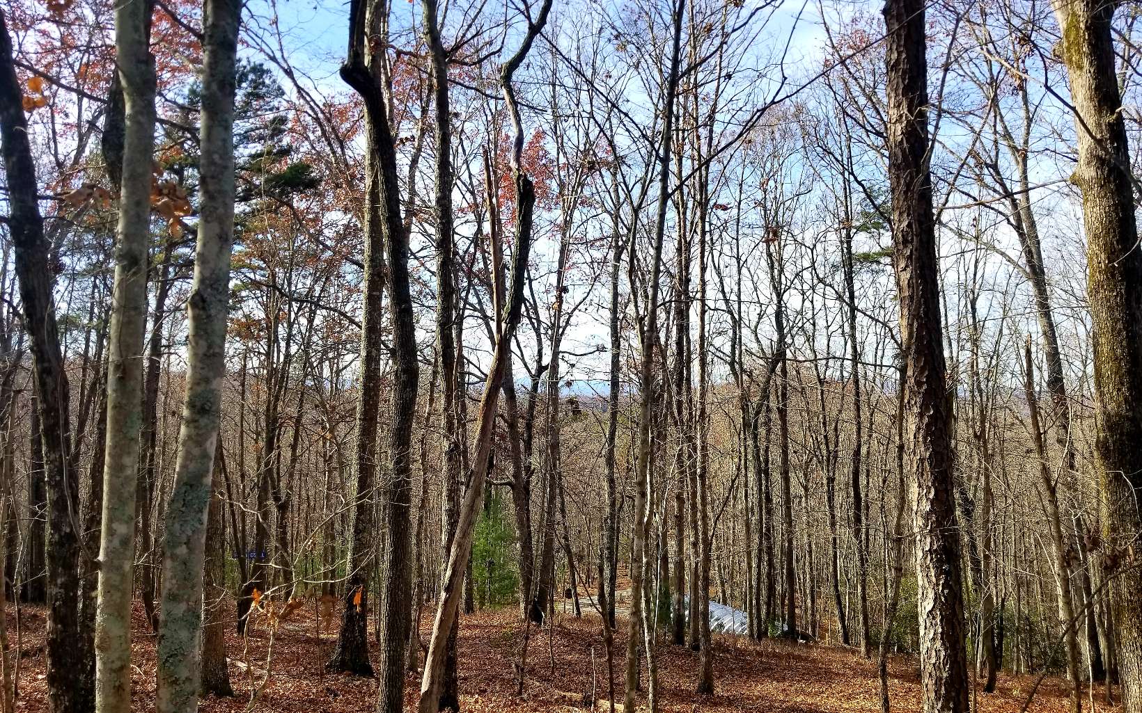 4.53 Richards Branch Road Morganton, GA 30560 - Photo 4 of 4 Additional View