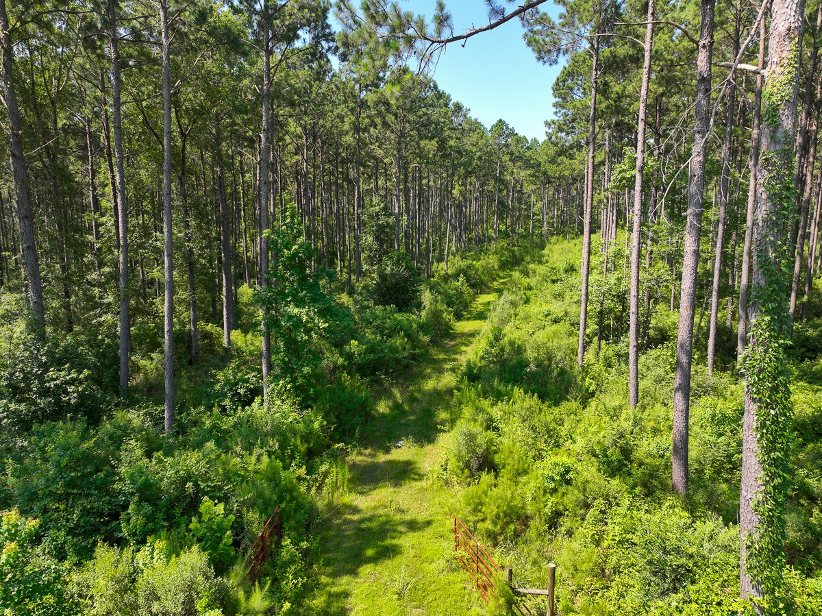4 Highway 87 South Milam, TX 75959 - Photo 7 of 8 a view of a garden