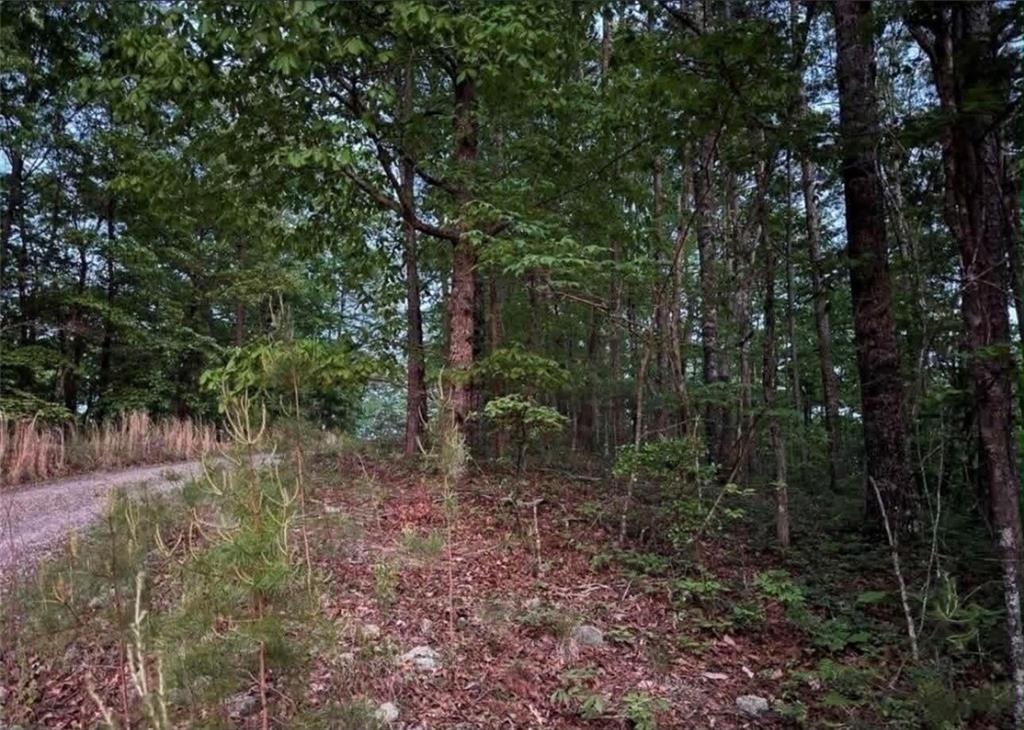 562 Neptune Circle Northeast Ranger, GA 30734 - Photo 6 of 23 a view of a forest with trees in the background