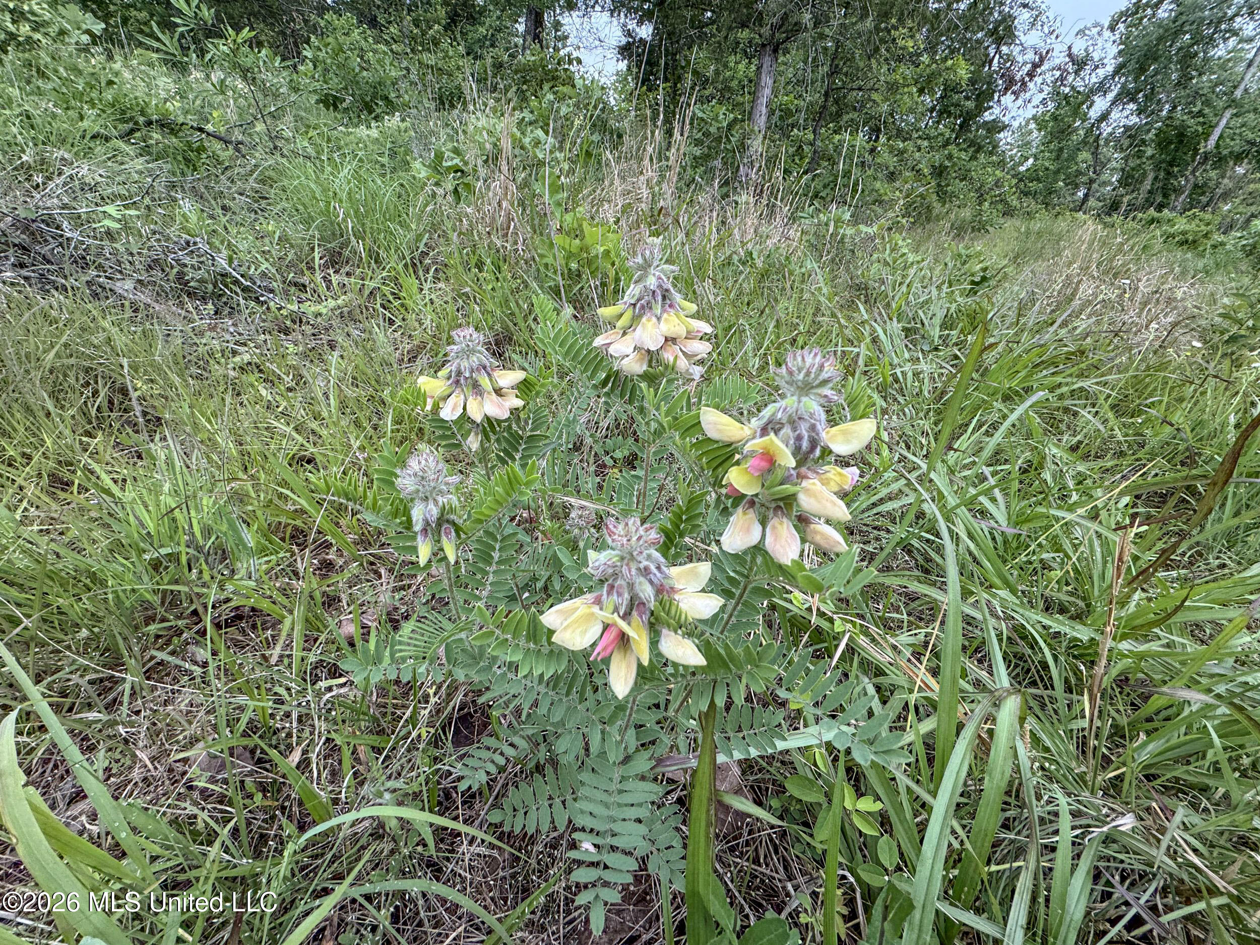 Wayne Massie Road Como, MS 38619 - Photo 86 of 184 5cdtbs13