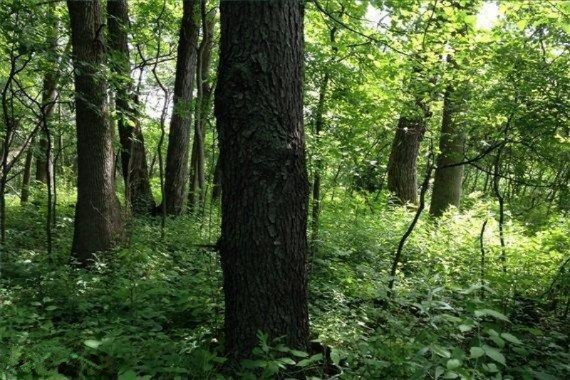 Mcclellend Road, Unit 52 Springport, MI 49284 - Photo 3 of 10 Additional Photo