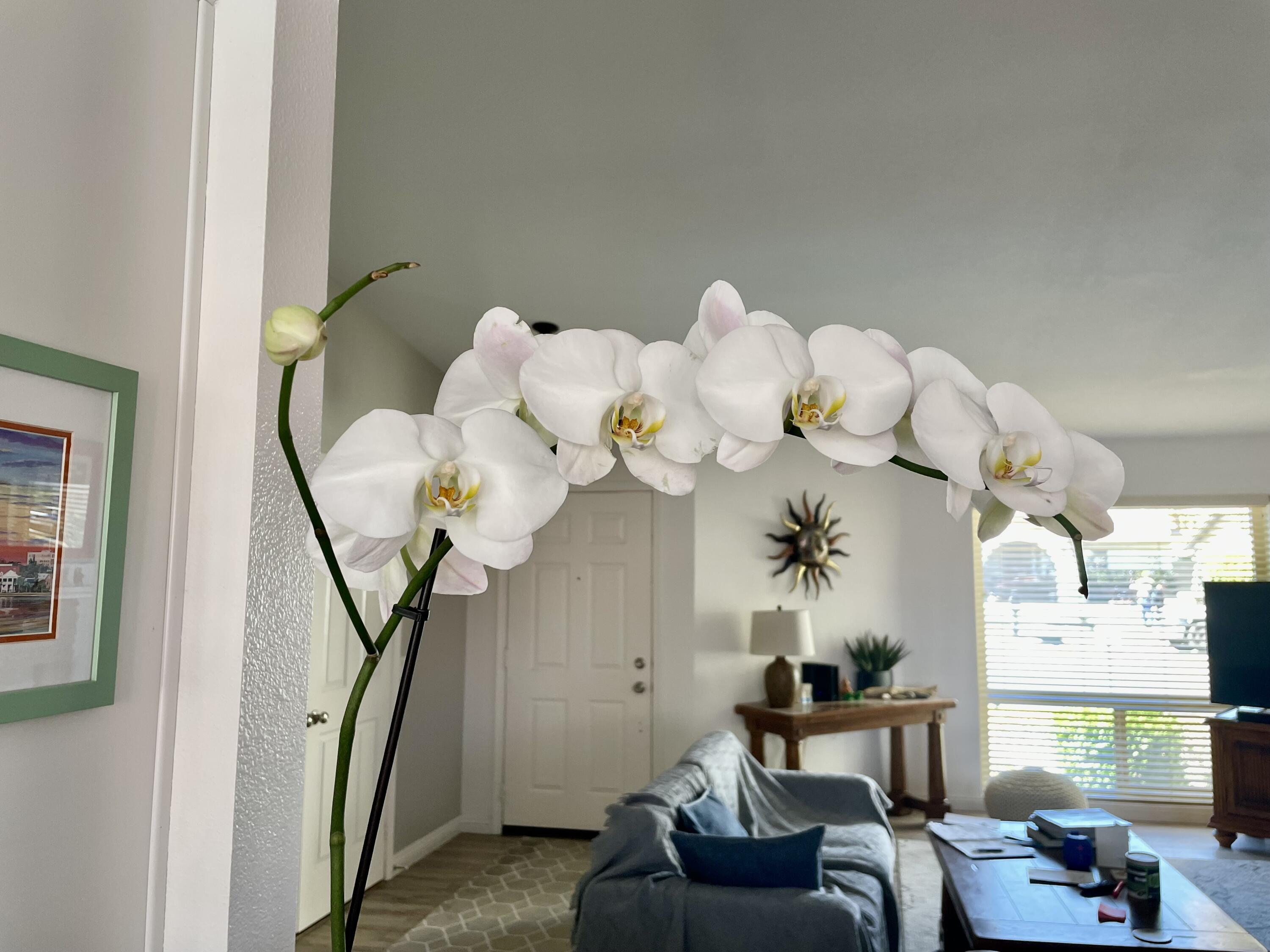 43622 Warner Trail Palm Desert, CA 92211 - Photo 14 of 51 a living room with furniture flowers and a chandelier