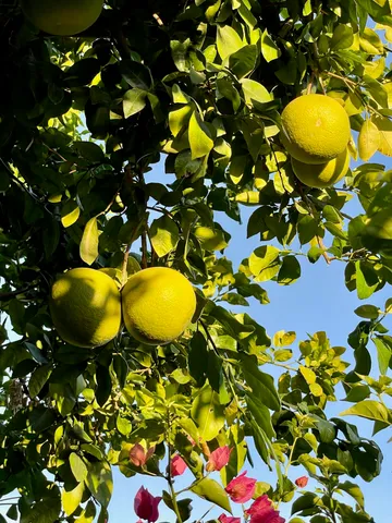 $3,500 | 43622 Warner Trail, Palm Desert, CA 92211