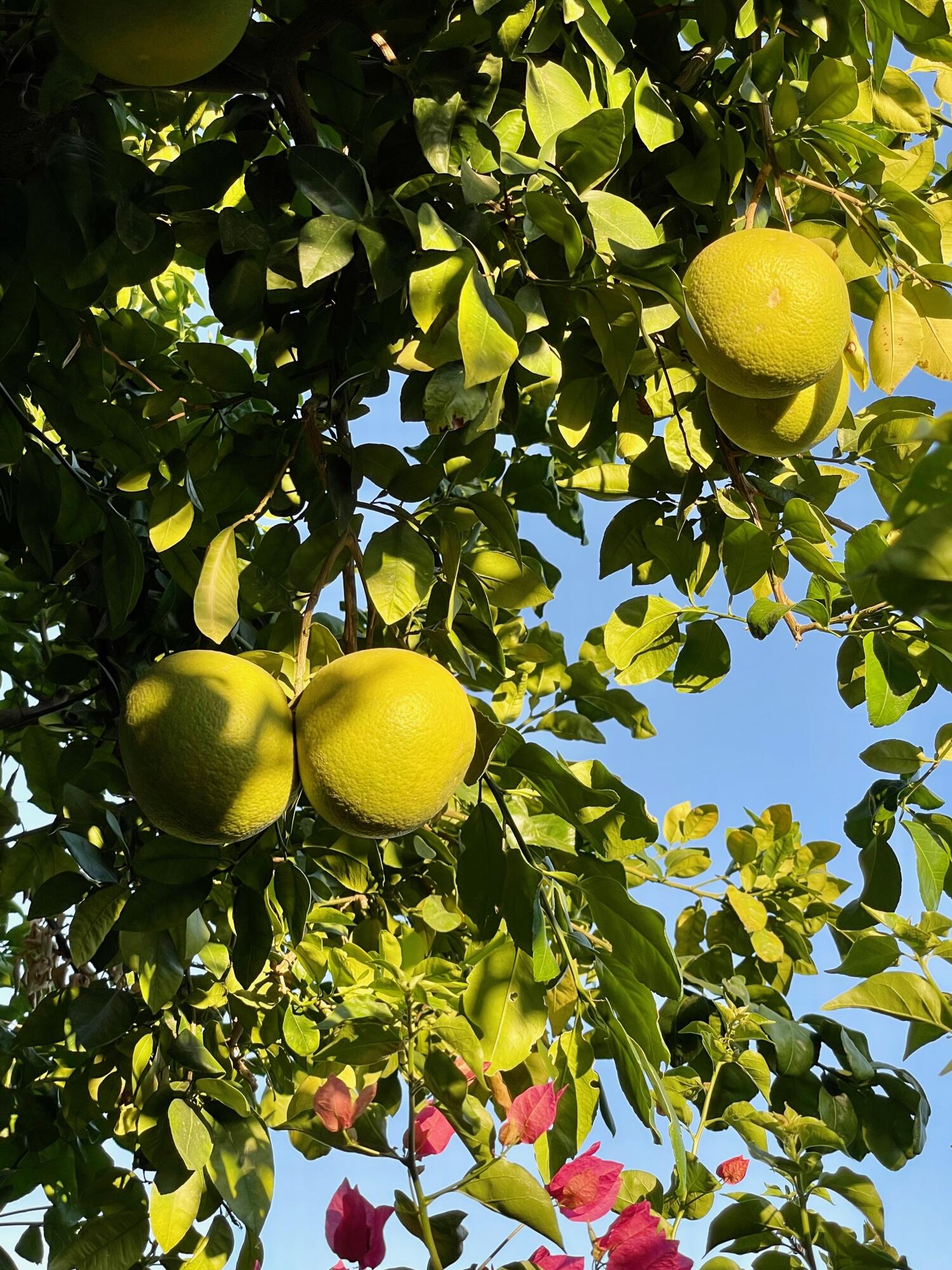 43622 Warner Trail Palm Desert, CA 92211 - Photo 55 of 56 IMG_0918 2