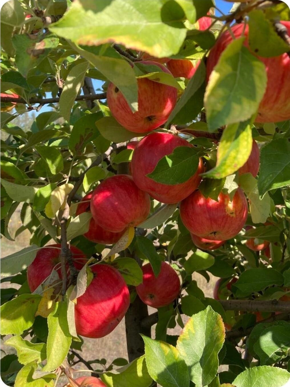 1239 Kewa-Meteor Road Inchelium, WA 99138 - Photo 25 of 38