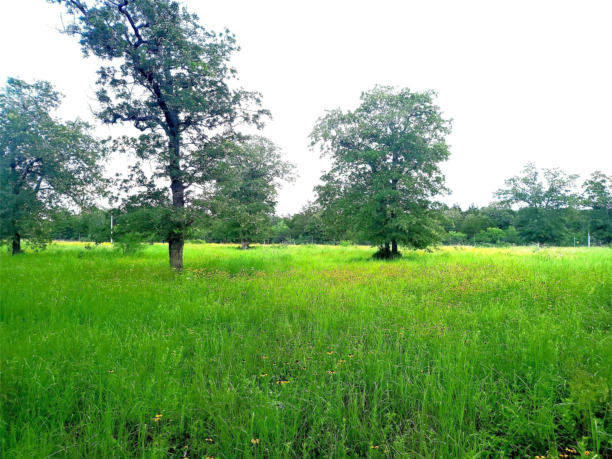 a view of a green field with wooden fence