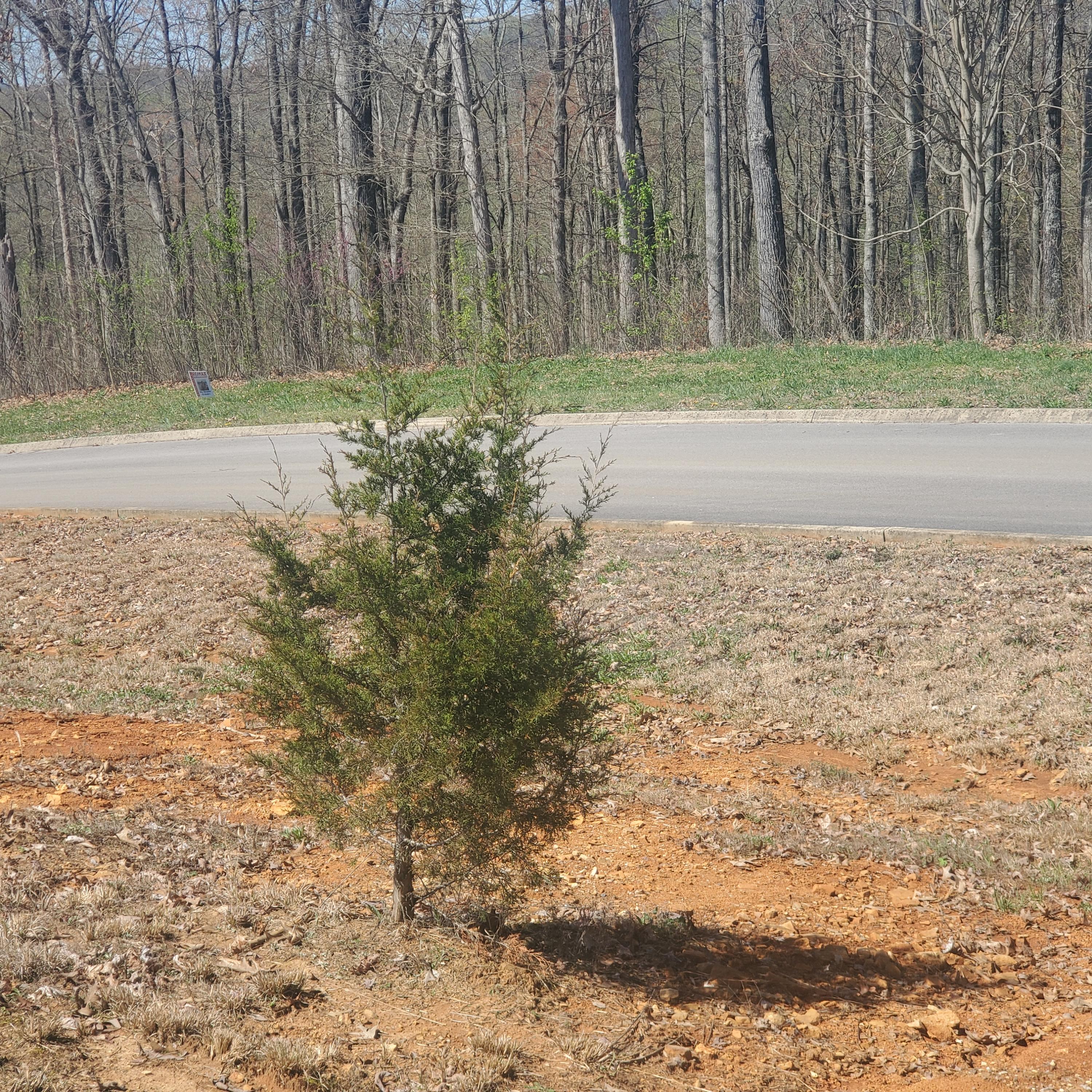 Lot 143 Tumbleweed Trail Rutledge, TN 37861 - Photo 15 of 30 15